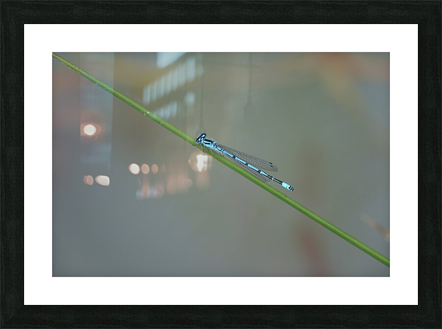 on the wire Picture Frame print