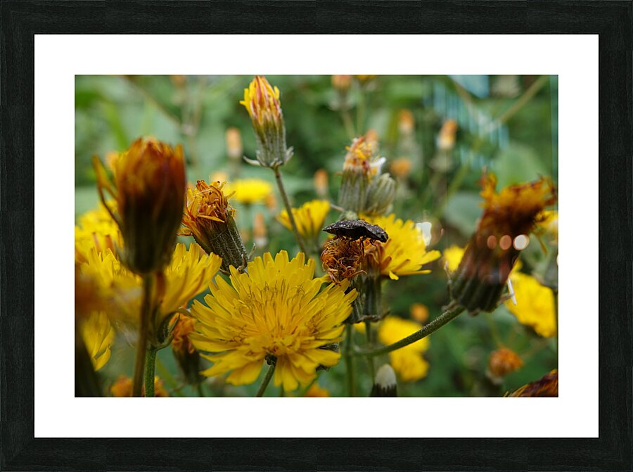 yellow dream Picture Frame print