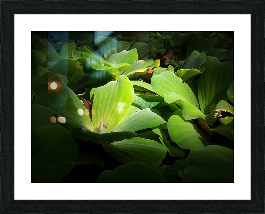 sweet Picture Frame print
