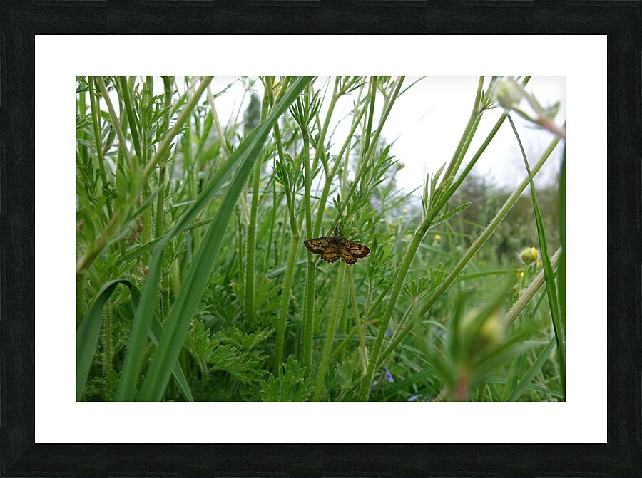 tranquility Picture Frame print