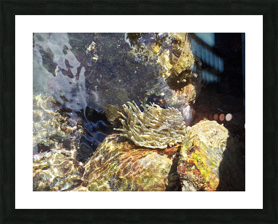 transparency Picture Frame print