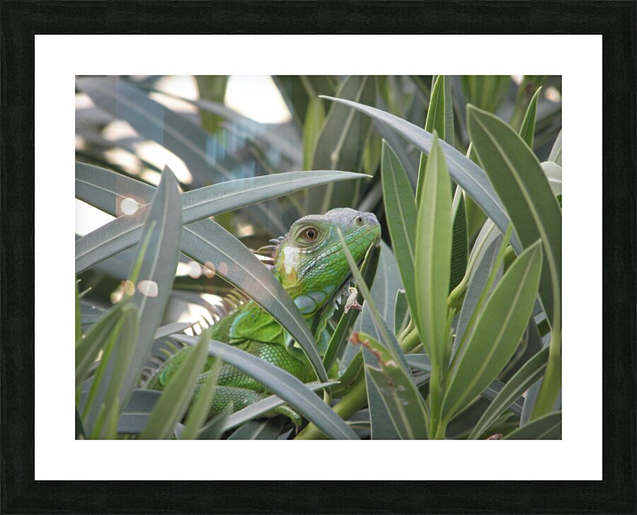 incognito Picture Frame print