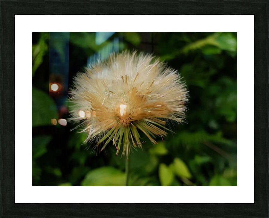 afro hairstyle Picture Frame print
