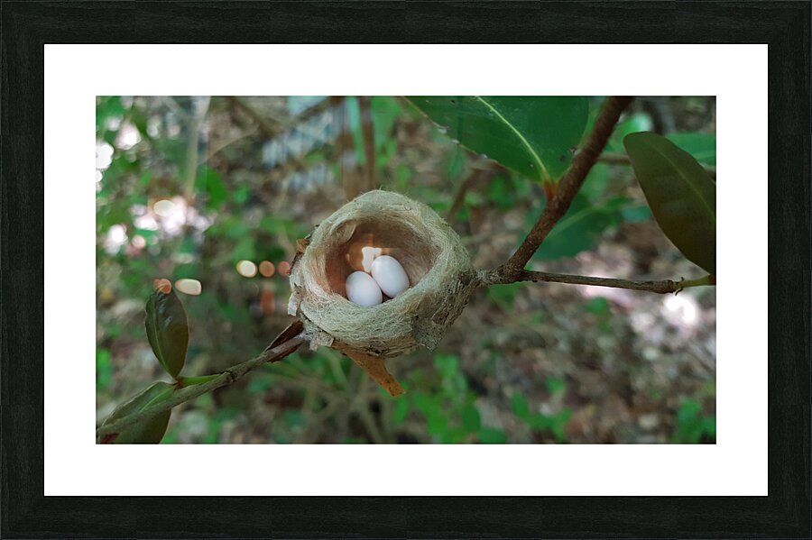hummingbird eggs Picture Frame print