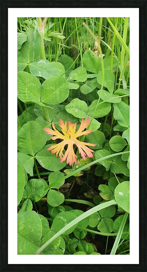 different Picture Frame print