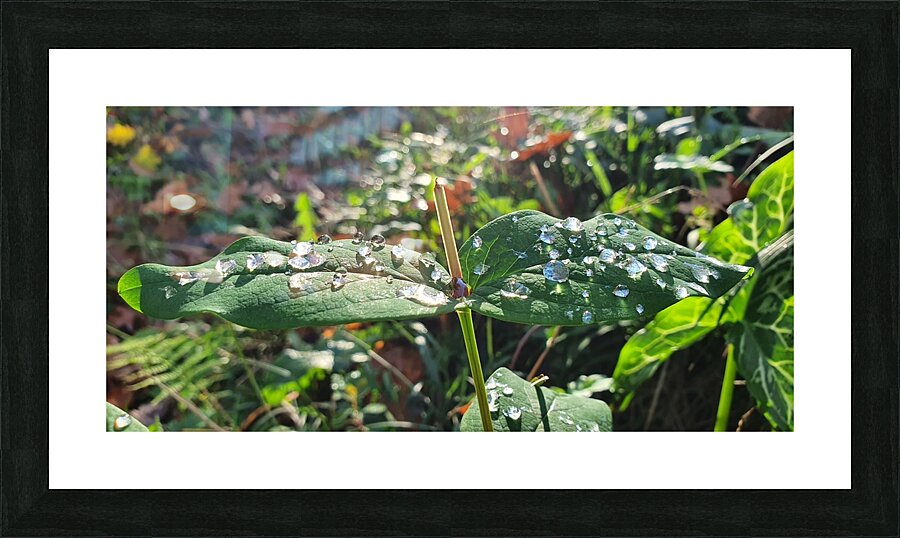 morning Picture Frame print