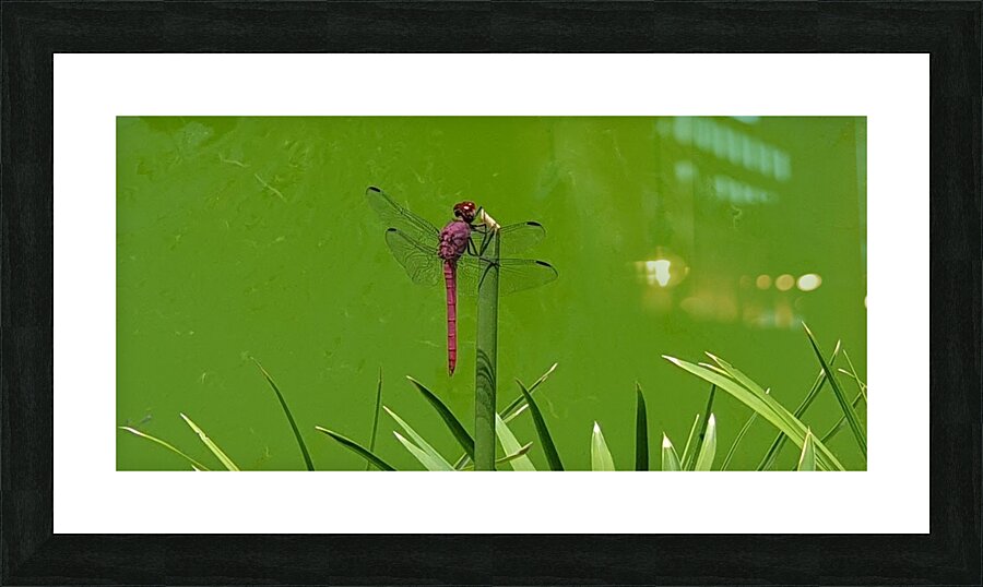 vertically Picture Frame print
