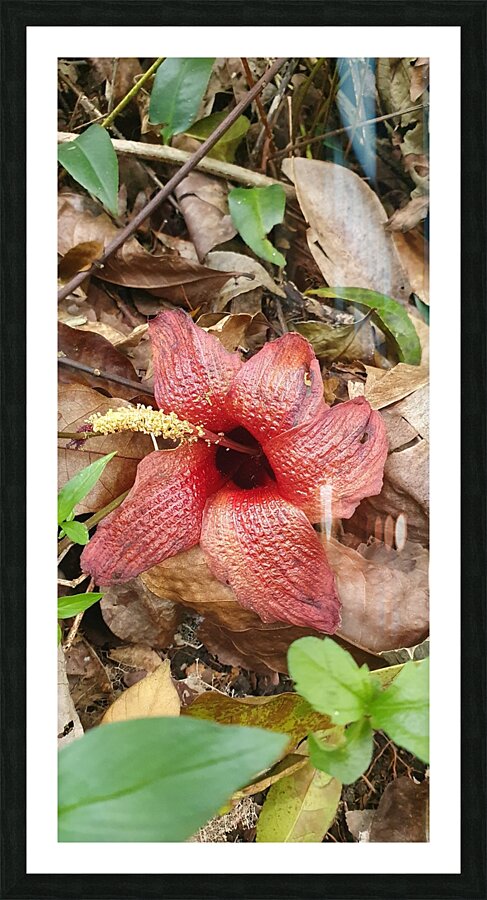 fallen but alive Picture Frame print