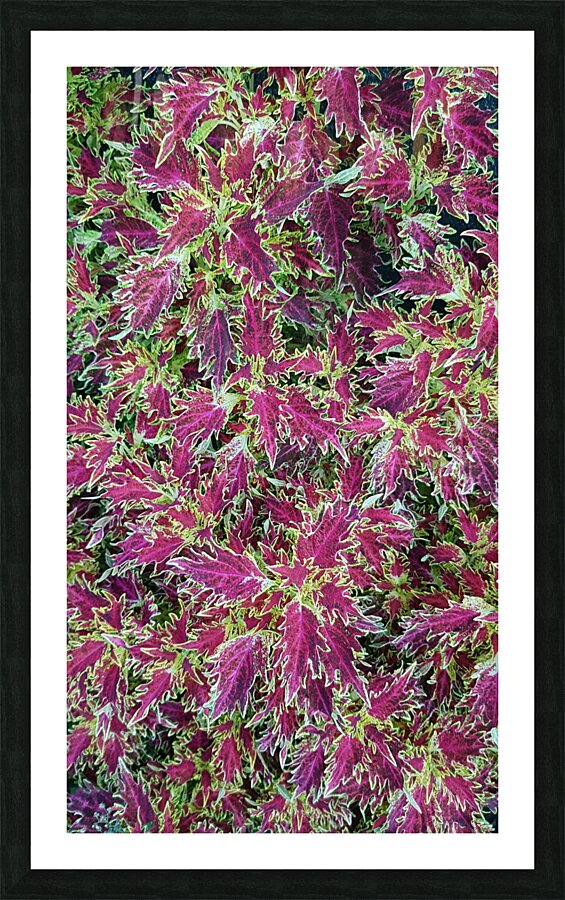 natural colored patchwort Picture Frame print