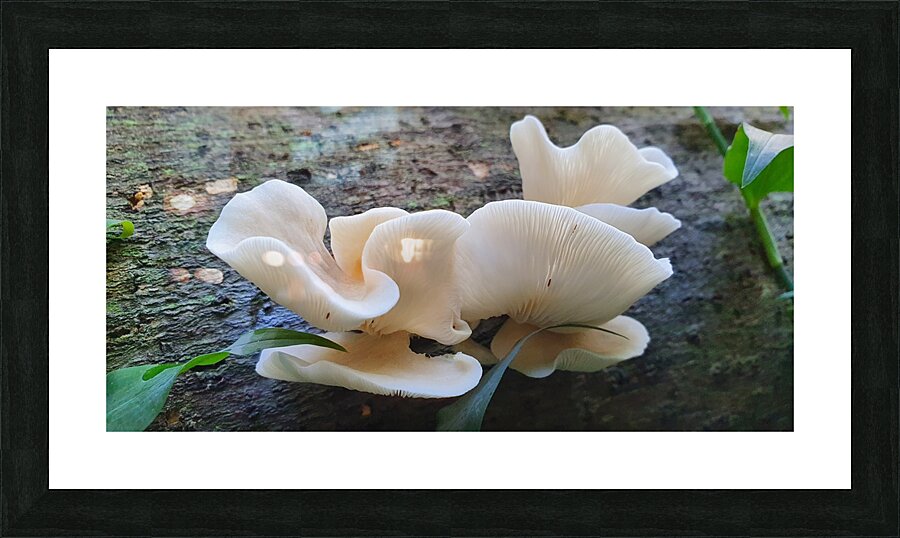 natural shape Picture Frame print