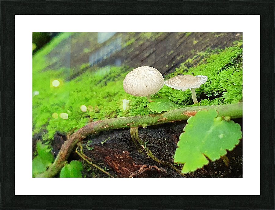 iced Picture Frame print