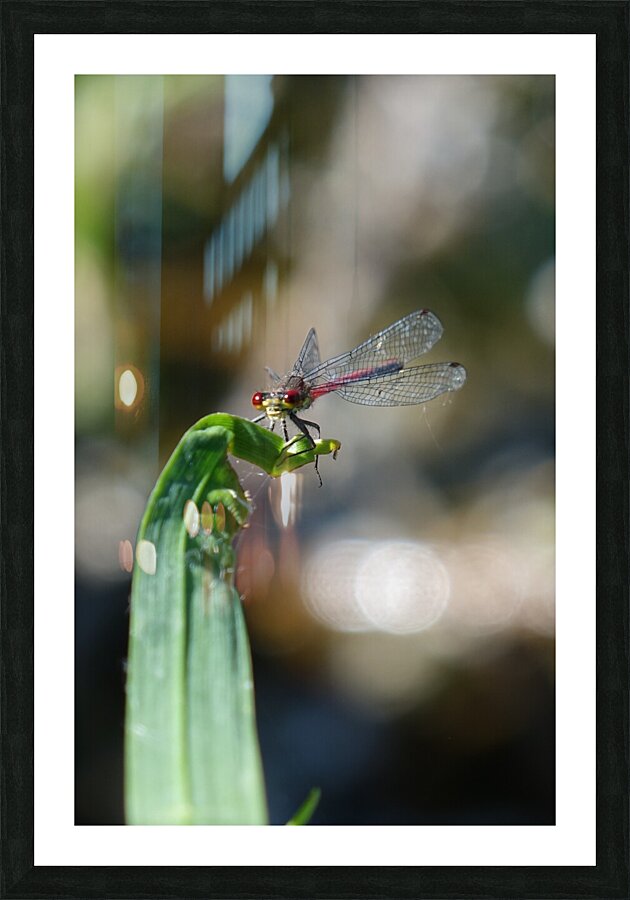 immediate takeoff Picture Frame print