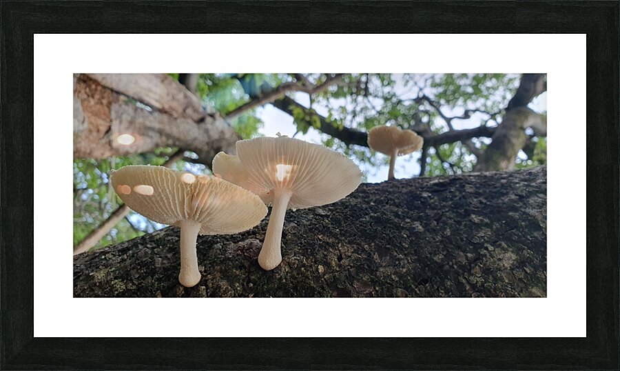 take root anywhere Picture Frame print