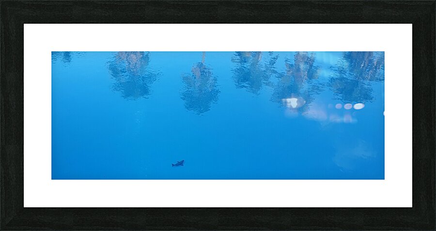 shark in the pool Picture Frame print