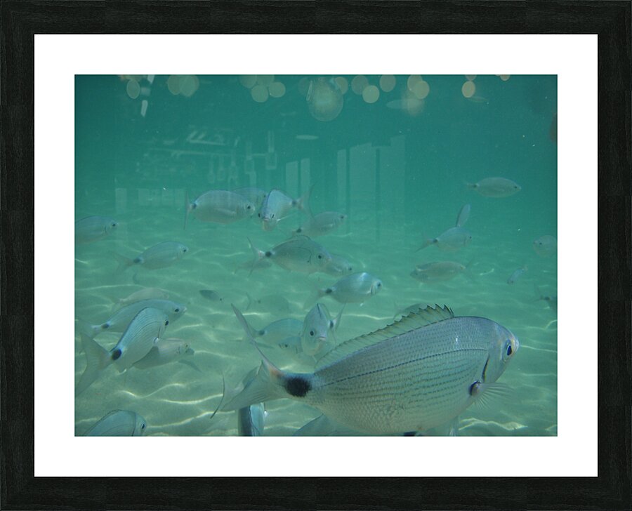 fish gang Picture Frame print