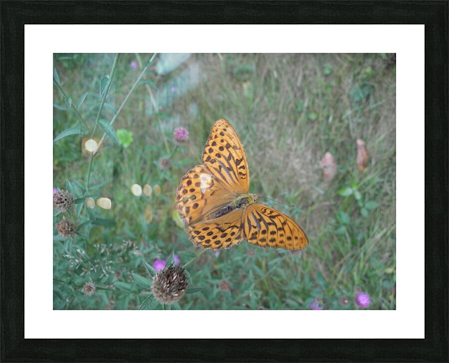 I fly Picture Frame print