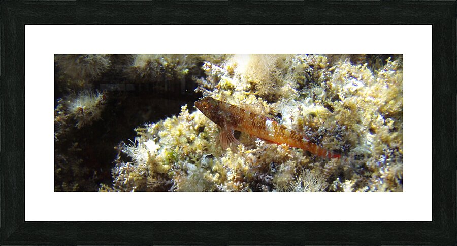 I rest peacefully Picture Frame print