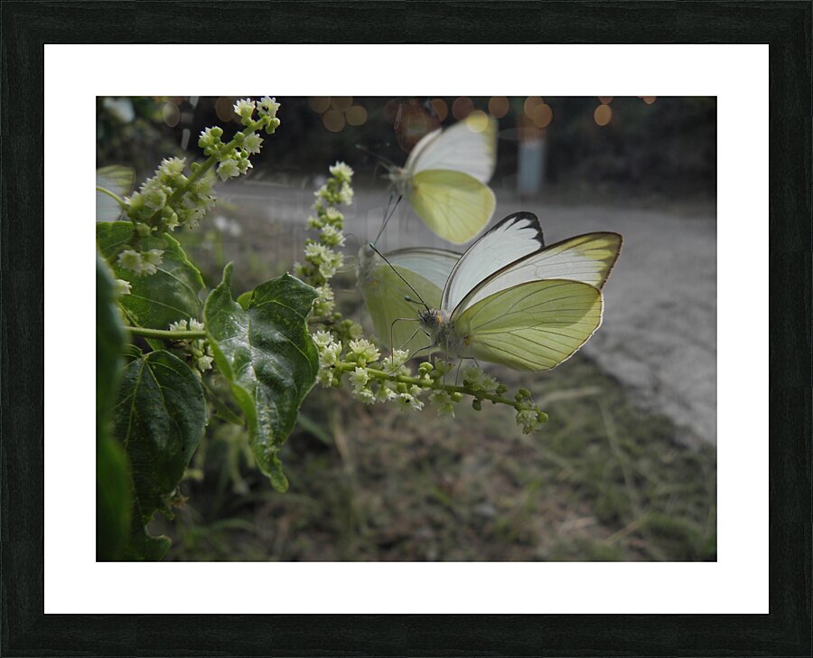 it s nectar time Picture Frame print