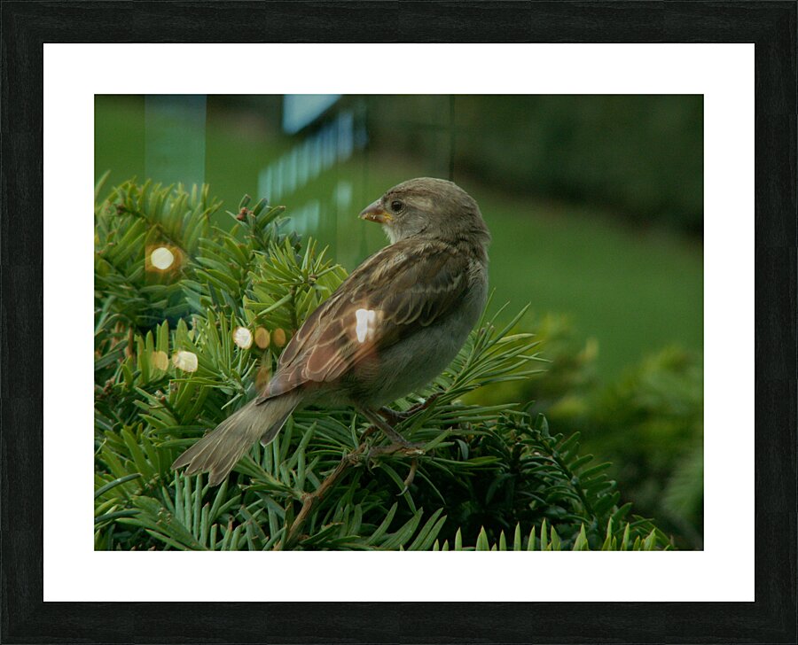 curious Picture Frame print