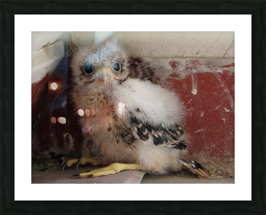 small with big paws Picture Frame print
