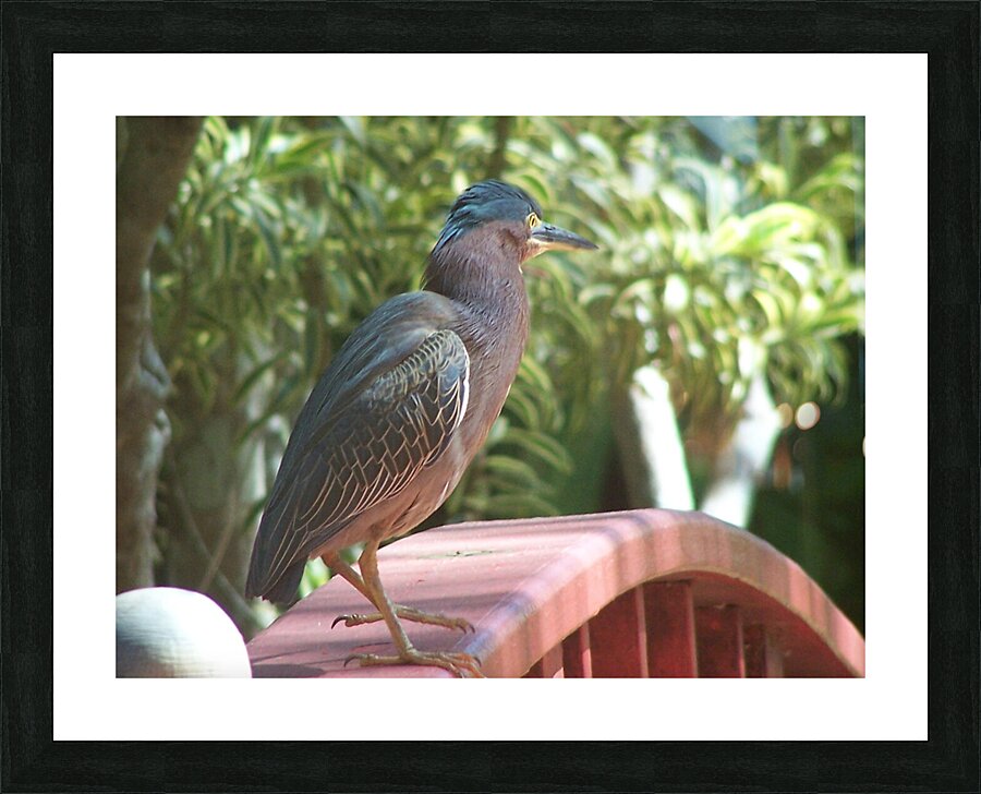 the heron and the bridge Picture Frame print