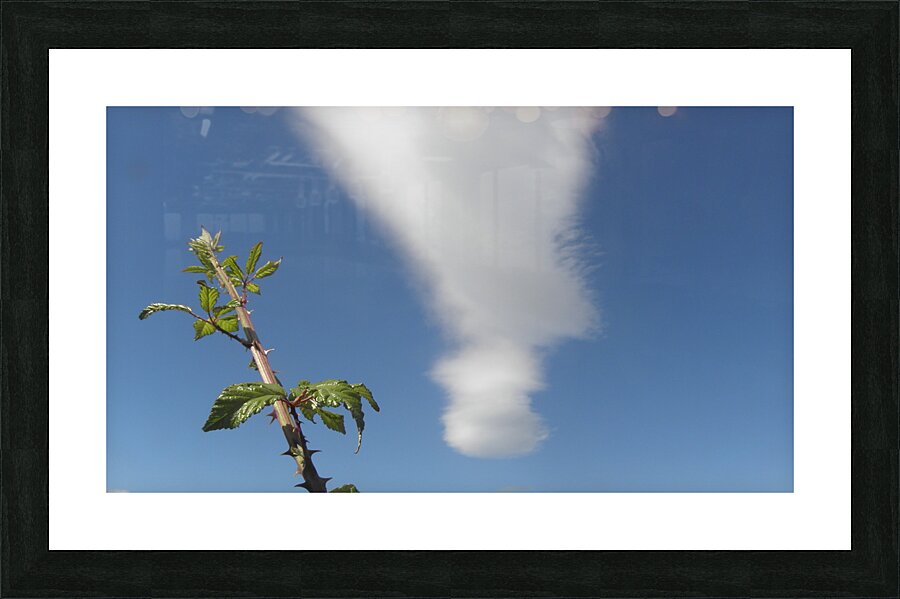 the bramble and the cloud Picture Frame print