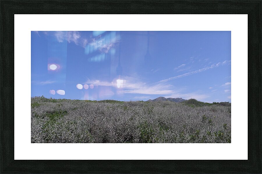 thorny barrier Picture Frame print