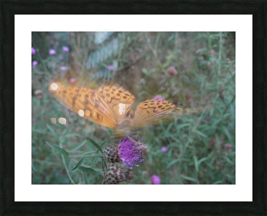 butterfly dream Picture Frame print