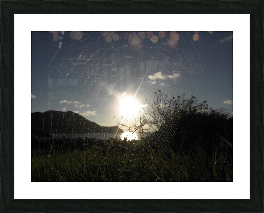 capture the sun Picture Frame print