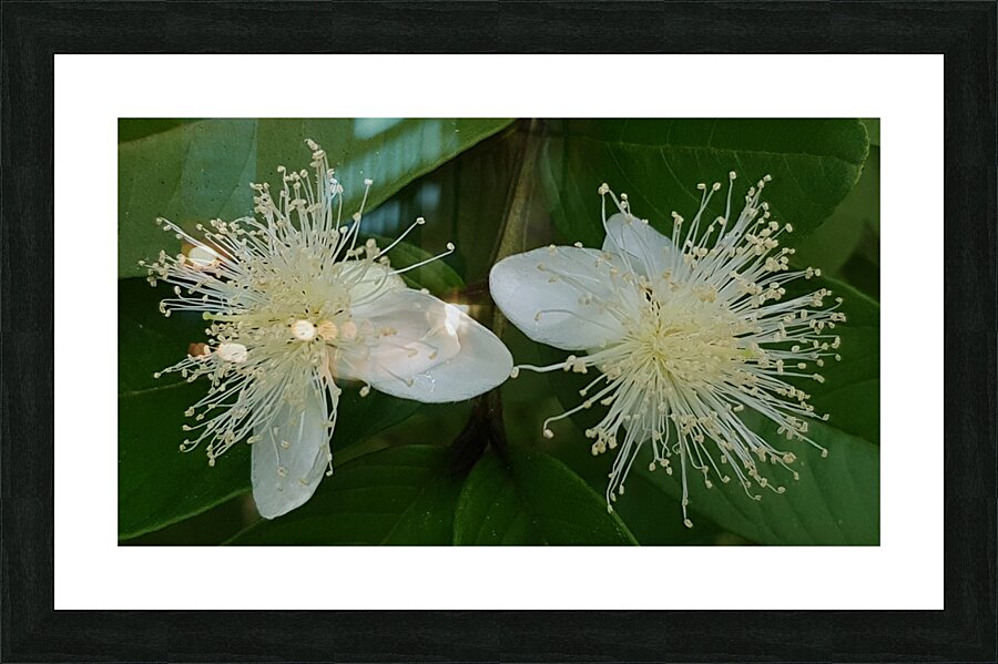 turning your back Picture Frame print