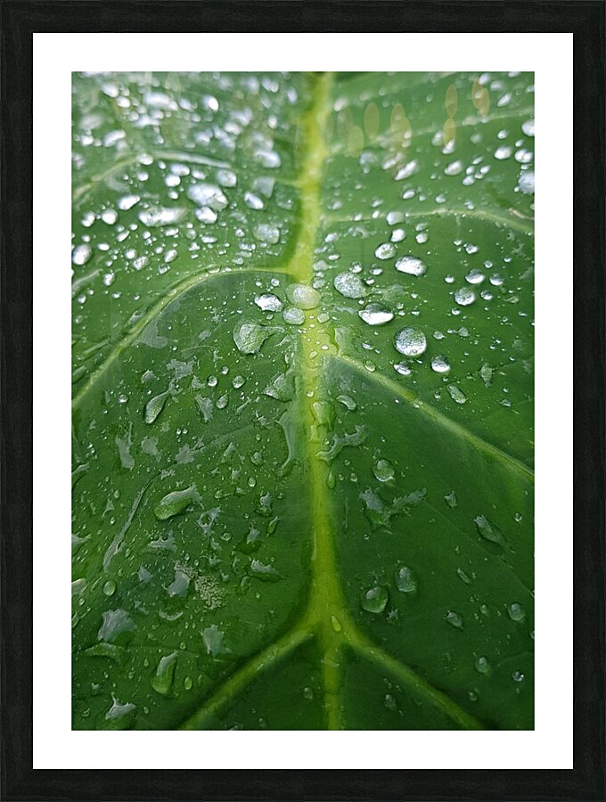 in the rain Picture Frame print