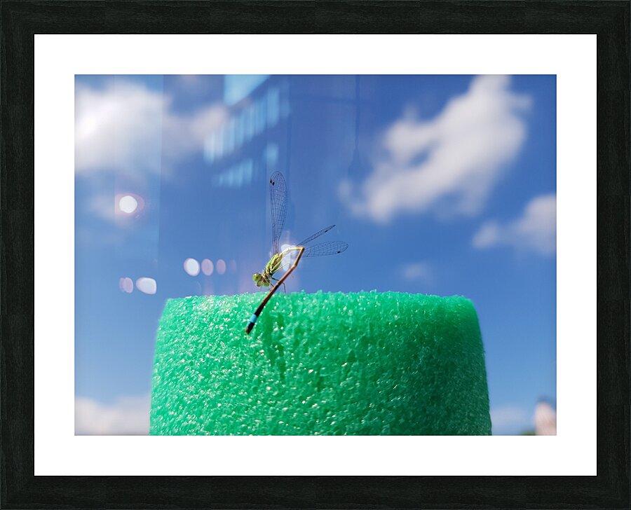 the dragonfly dance Picture Frame print
