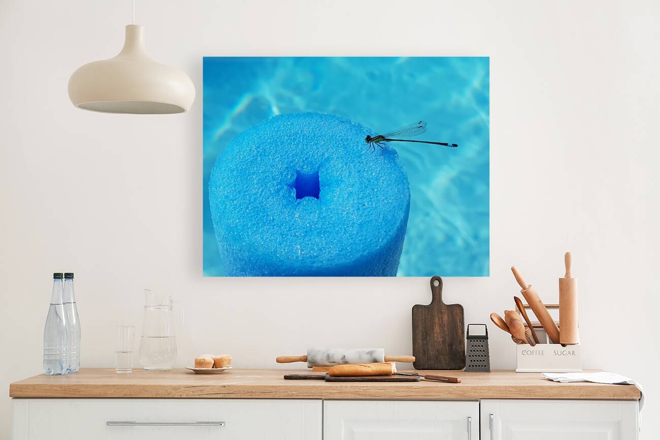 dragonfly at pool Reproduction