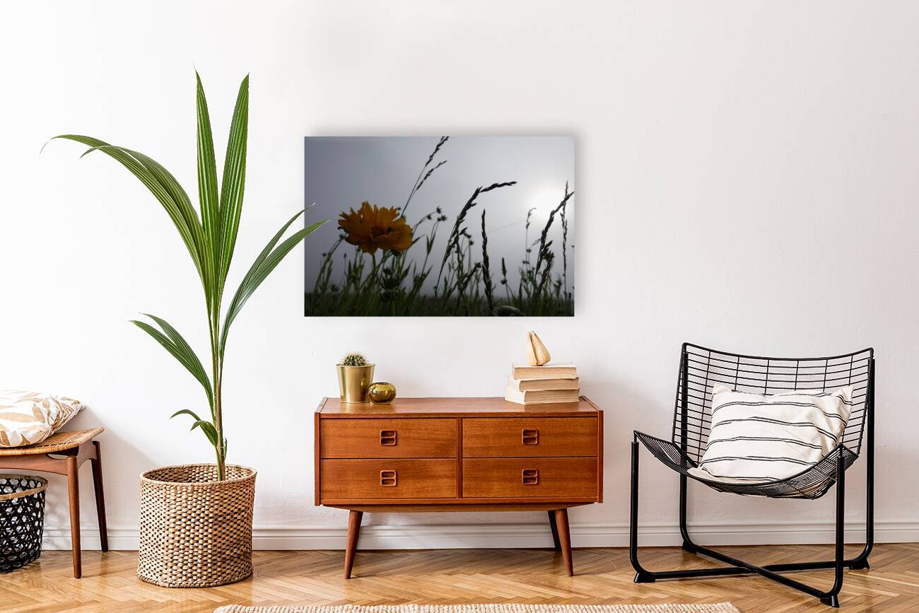 only in color Reproduction