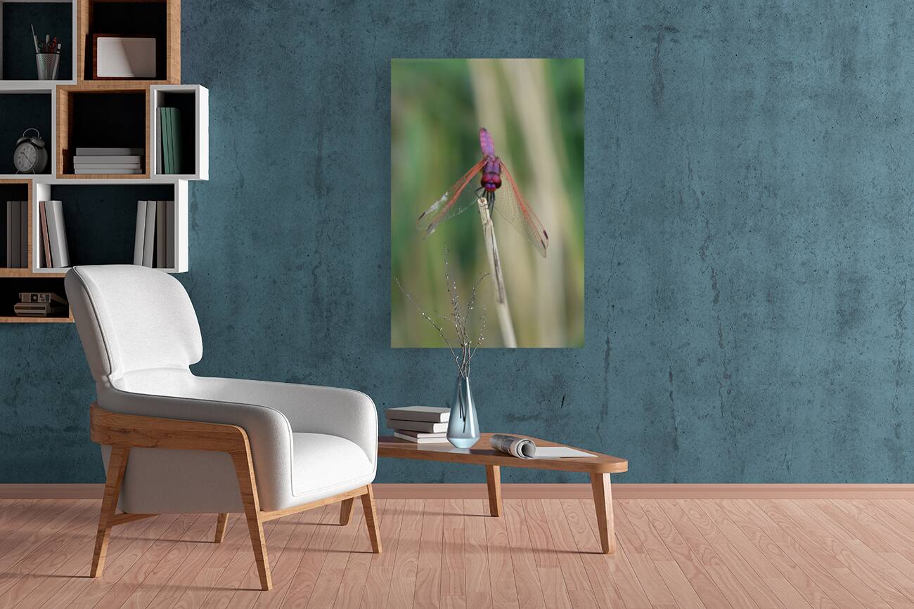 tightrope walker Reproduction