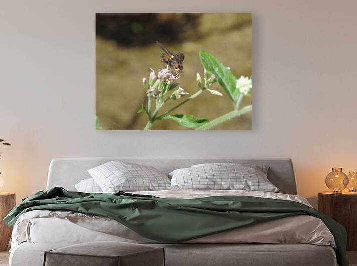 the fly that thought it was a bee by Carinou Art