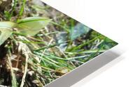 herd HD Metal print