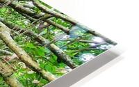 rooted HD Metal print