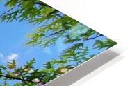 summer day HD Metal print