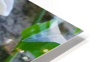 natural shape HD Metal print