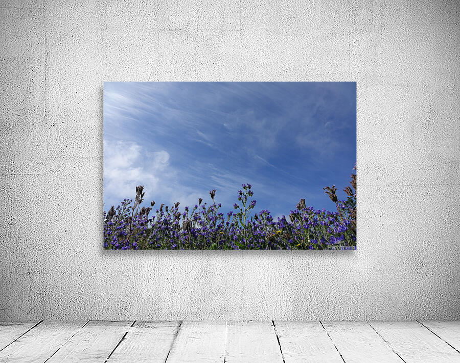 meeting blue Wall Preview