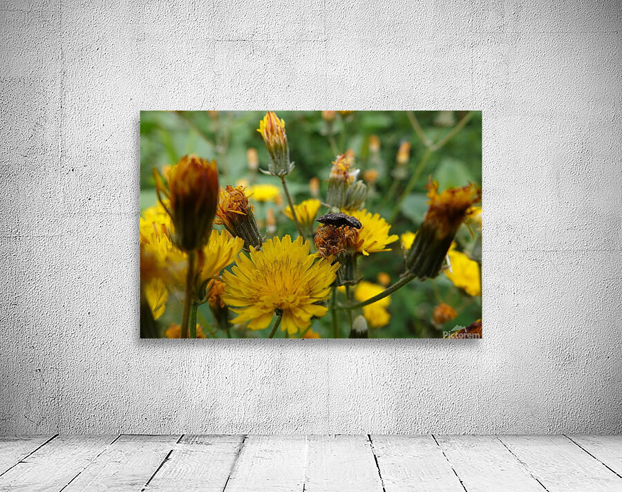 yellow dream Wall Preview