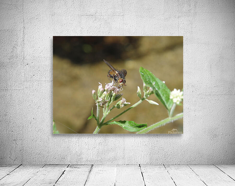 the fly that thought it was a bee Wall Preview
