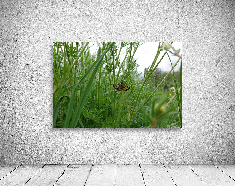 tranquility Wall Preview