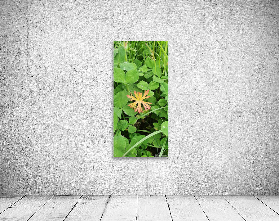 different Wall Preview