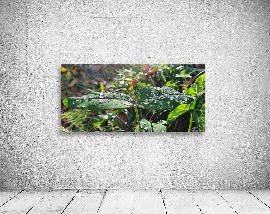 morning Wall Preview