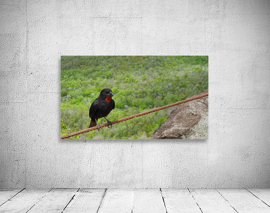 tightrope walker Wall Preview