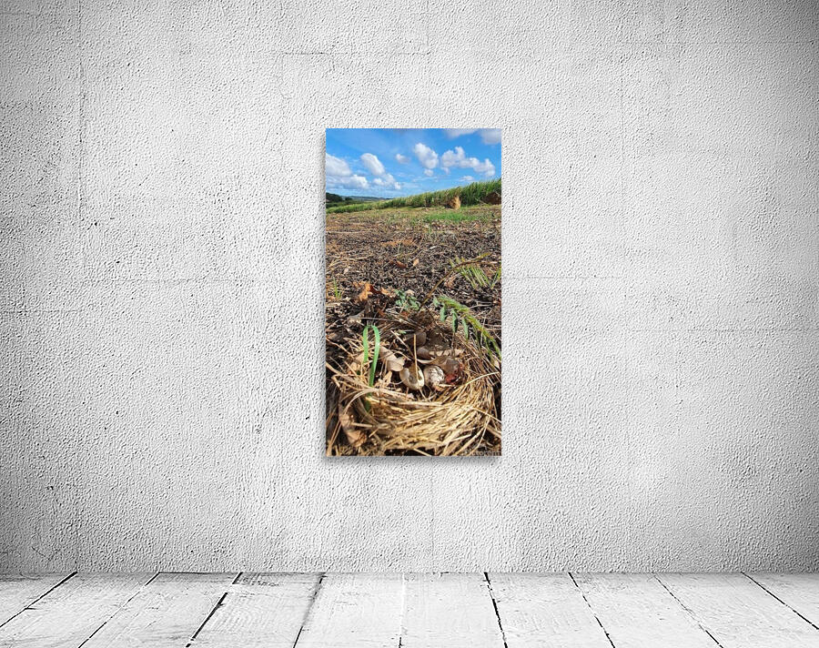 pastoral hatching Wall Preview