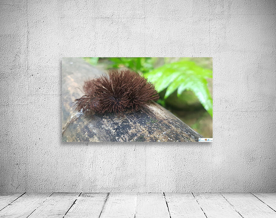 disheveled Wall Preview