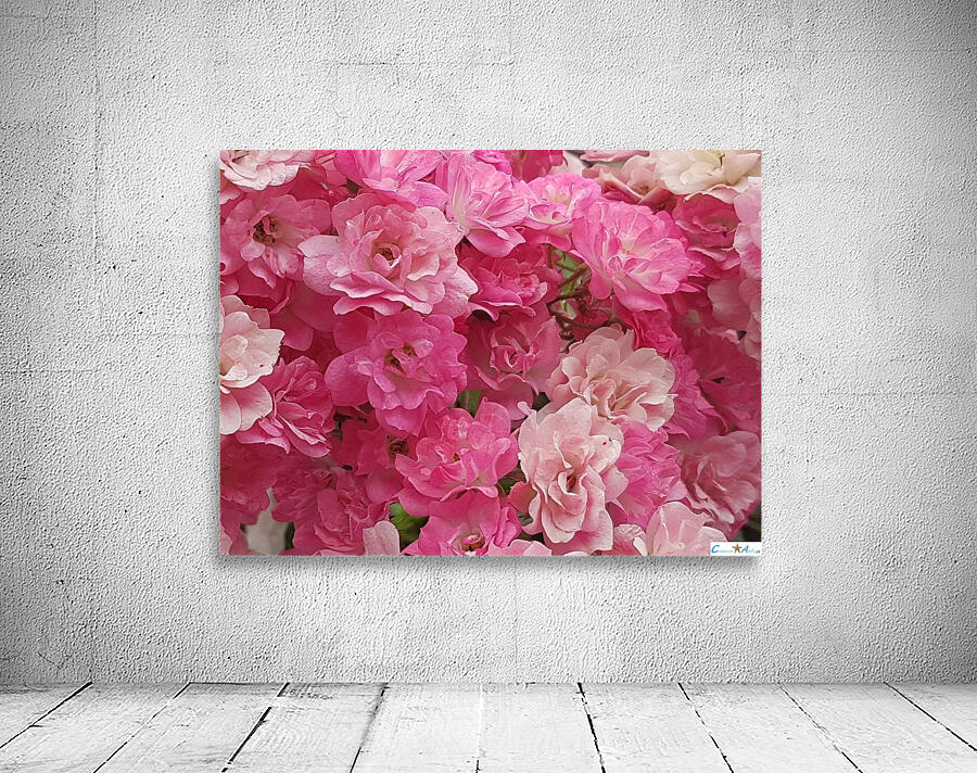 pink gradient Wall Preview